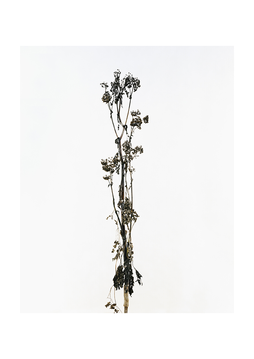 Eric Poitevin - Sans titre, 2019